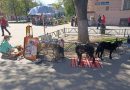 Нижегородских волонтеров с бездомными собаками прогоняют из центра Сормова