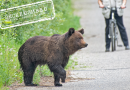Жители Сарова заметили медведя в черте города